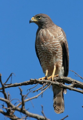Roadside Hawk &copy; <a rel="nofollow" class="external text" href="https://www.flickr.com/people/88284858@N00">Wagner Machado Carlos Lemes</a> from Goiânia, Brazil