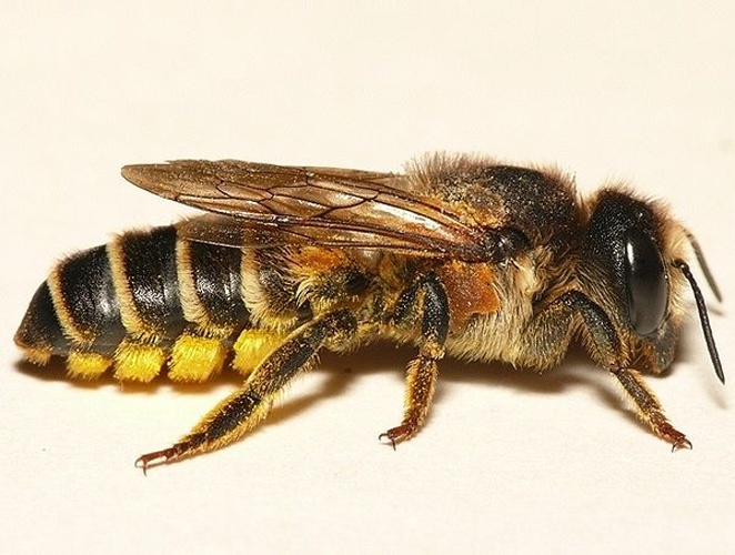 Megachile ericetorum © <table style="width:100%; border:1px solid #aaa; background:#efd; text-align:center"><tbody><tr>
<td>
<a href="//commons.wikimedia.org/wiki/File:Aspitates_ochrearia.jpg" class="image"><img alt="Aspitates ochrearia.jpg" src="https://upload.wikimedia.org/wikipedia/commons/thumb/b/bc/Aspitates_ochrearia.jpg/55px-Aspitates_ochrearia.jpg" decoding="async" width="55" height="41" srcset="https://upload.wikimedia.org/wikipedia/commons/thumb/b/bc/Aspitates_ochrearia.jpg/83px-Aspitates_ochrearia.jpg 1.5x, https://upload.wikimedia.org/wikipedia/commons/thumb/b/bc/Aspitates_ochrearia.jpg/110px-Aspitates_ochrearia.jpg 2x" data-file-width="800" data-file-height="600"></a>
</td>
<td>This image is created by user <a rel="nofollow" class="external text" href="http://waarneming.nl/user/photos/19474">Dick Belgers</a> at <a rel="nofollow" class="external text" href="http://waarneming.nl/">waarneming.nl</a>, a source of nature observations in the Netherlands.
</td>
</tr></tbody></table>