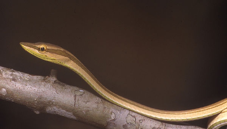 Philodryas argentea © Andreas Schlüter