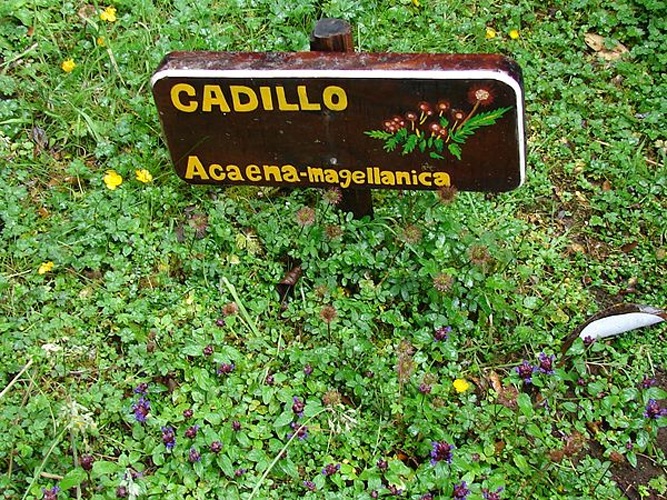 Acaena magellanica © <a href="//commons.wikimedia.org/wiki/User:Jason_Quinn" title="User:Jason Quinn">Jason Quinn</a>