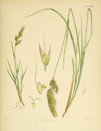 Agrostis magellanica © <bdi><a href="https://en.wikipedia.org/wiki/en:Walter_Hood_Fitch" class="extiw" title="w:en:Walter Hood Fitch">Walter Hood Fitch</a>
</bdi>