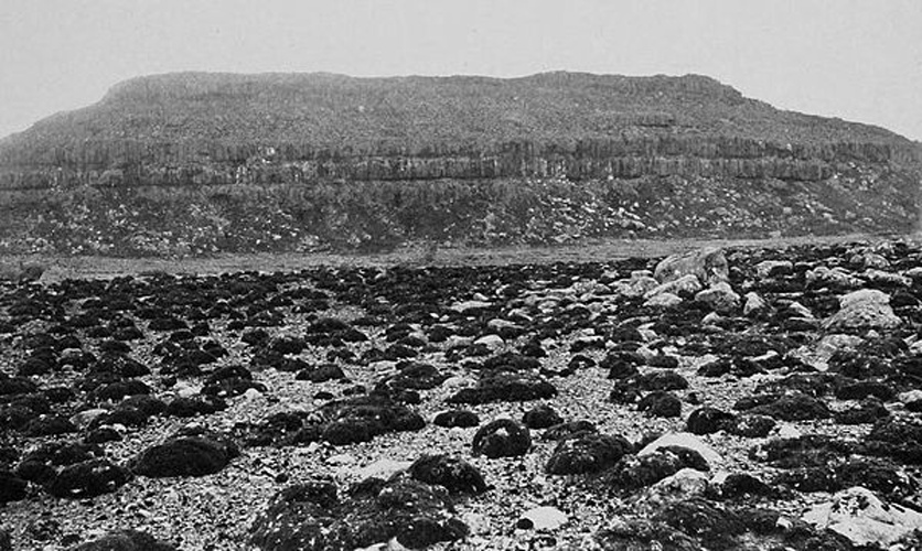 Azorella selago &copy; Andreas Franz Wilhelm Schimper (1856-1901)