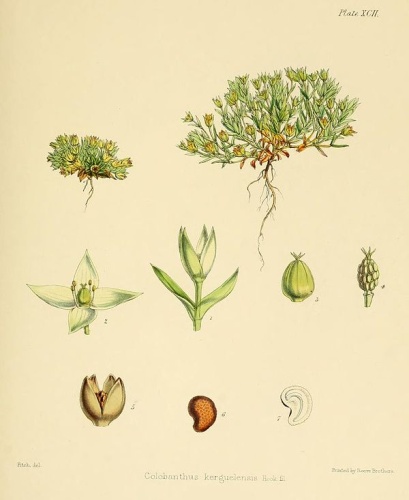 Colobanthus kerguelensis &copy; <bdi><a href="https://en.wikipedia.org/wiki/en:Joseph_Dalton_Hooker" class="extiw" title="w:en:Joseph Dalton Hooker">Joseph Dalton Hooker</a>
</bdi>