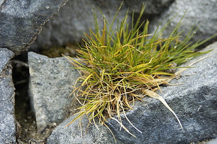 Deschampsia antarctica © <a href="//commons.wikimedia.org/w/index.php?title=User:Lomvi2&amp;action=edit&amp;redlink=1" class="new" title="User:Lomvi2 (page does not exist)">Lomvi2</a>