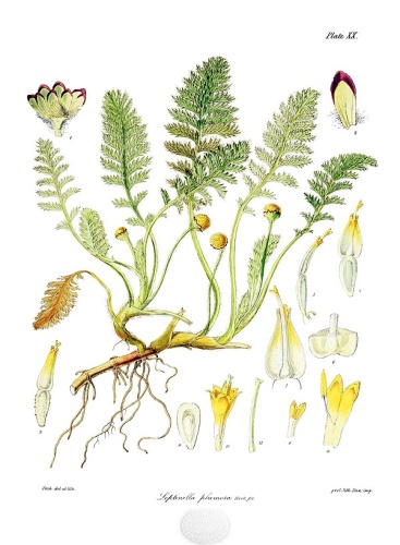 Leptinella plumosa &copy; <bdi><a href="https://en.wikipedia.org/wiki/en:Walter_Hood_Fitch" class="extiw" title="w:en:Walter Hood Fitch">Walter Hood Fitch</a>
</bdi>