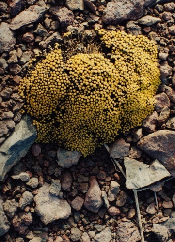 Lyallia kerguelensis © 