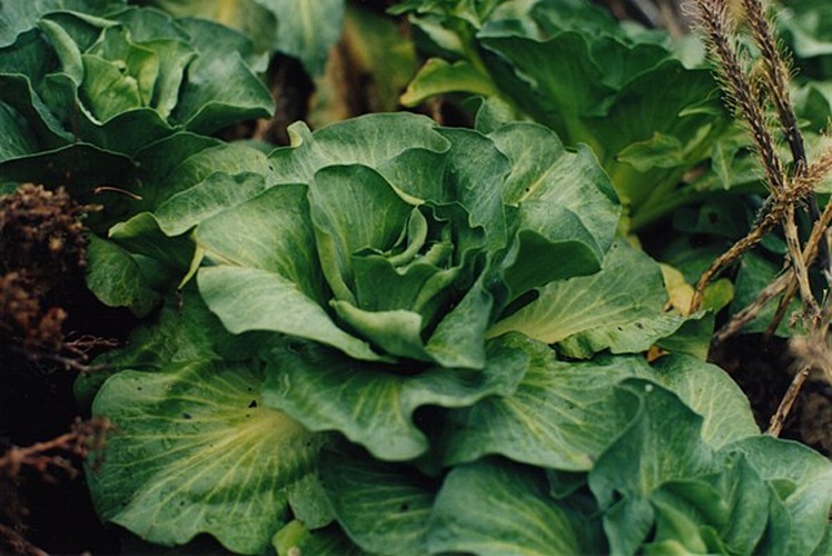 Pringlea antiscorbutica &copy; 