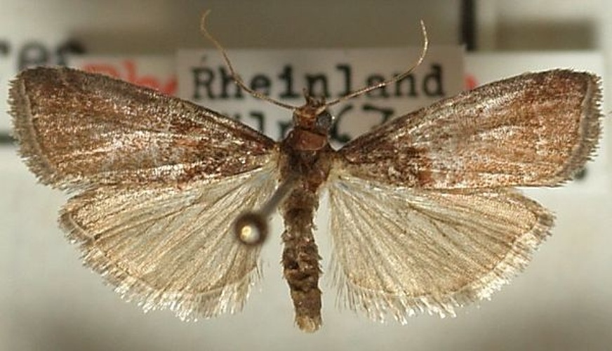 Acrobasis marmorea &copy; <a href="//commons.wikimedia.org/wiki/User:Sarefo" title="User:Sarefo">Sarefo</a>