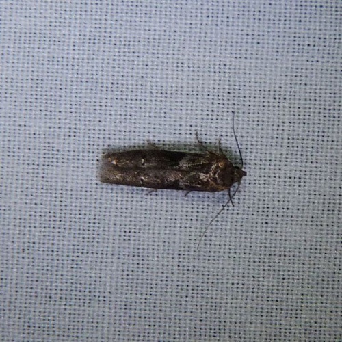 Blastobasis glandulella &copy; <a rel="nofollow" class="external text" href="https://www.flickr.com/people/33472394@N00">John B.</a>