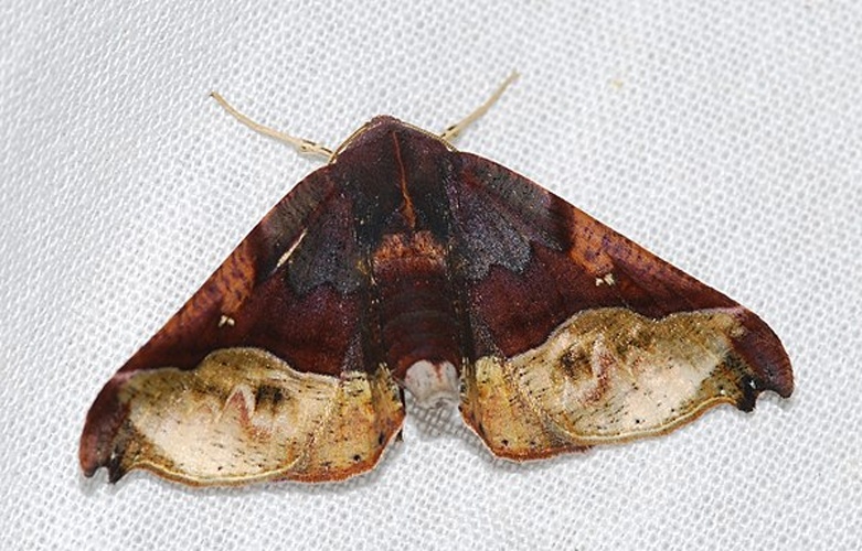 Pero mathanaria &copy; <a rel="nofollow" class="external text" href="https://www.flickr.com/people/65695019@N07">Bernard DUPONT</a> from FRANCE