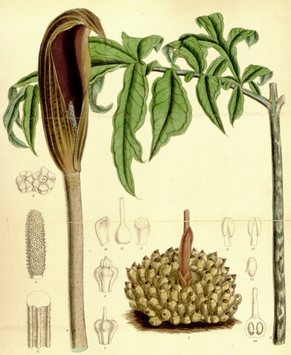 Dracontium asperum © <a href="https://en.wikipedia.org/wiki/John_Nugent_Fitch" class="extiw" title="en:John Nugent Fitch">Fitch</a> (d. 1927)