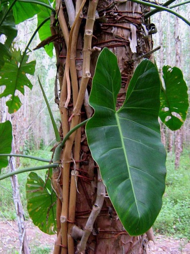 Philodendron acutatum © Alex V. Popovkin