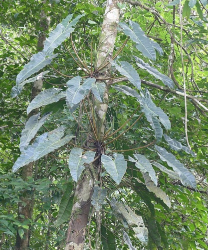 Philodendron billietiae © <a rel="nofollow" class="external text" href="https://www.flickr.com/people/65695019@N07">Bernard DUPONT</a> from FRANCE