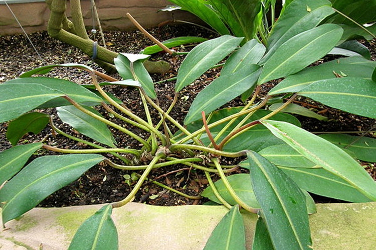 Philodendron callosum © <a href="//commons.wikimedia.org/wiki/User:Bpierreb" title="User:Bpierreb">Bachelot Pierre J-P</a>