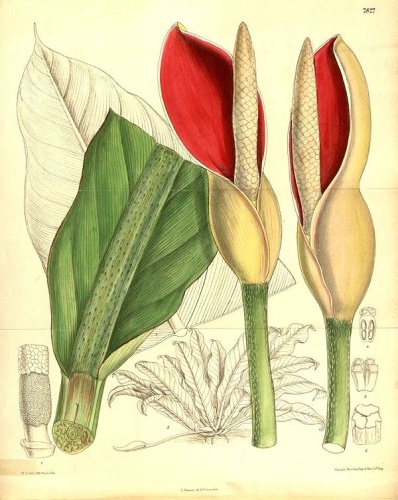 Philodendron insigne © M. Smith