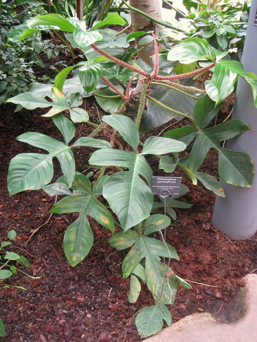 Philodendron squamiferum © <a href="//commons.wikimedia.org/wiki/User:Daderot" title="User:Daderot">Daderot</a>