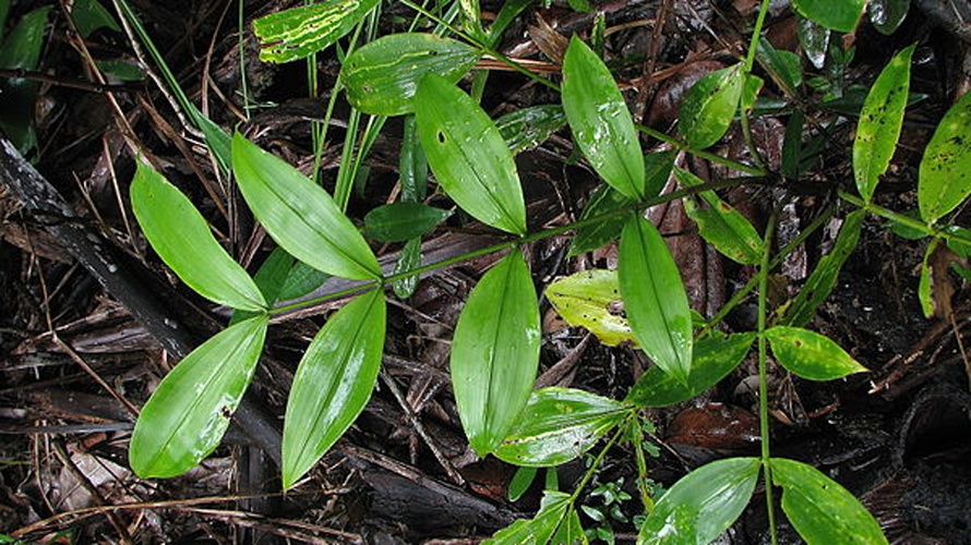 Desmoncus orthacanthos © <a rel="nofollow" class="external text" href="https://www.flickr.com/people/12589168@N00">Alex Popovkin, Bahia, Brazil</a> from Brazil