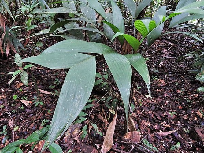 Geonoma deversa © <a href="//commons.wikimedia.org/wiki/User:Rodrigo_Mariaca" title="User:Rodrigo Mariaca">Rodrigo Mariaca</a>