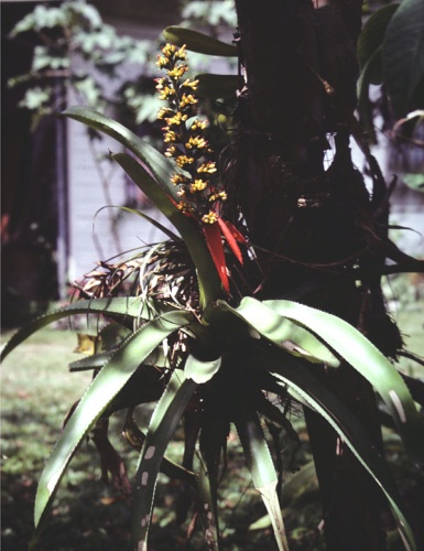 Aechmea mertensii &copy; <a href="//commons.wikimedia.org/wiki/User:Maarten_Sepp" title="User:Maarten Sepp">Maarten Sepp</a>