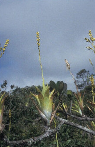 Catopsis berteroniana &copy; <a href="//commons.wikimedia.org/wiki/User:BotBln" title="User:BotBln">BotBln</a>