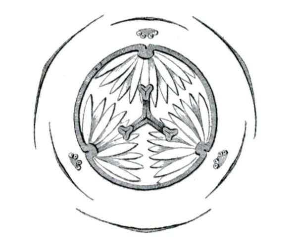 Dictyostega orobanchoides &copy; Anonymus