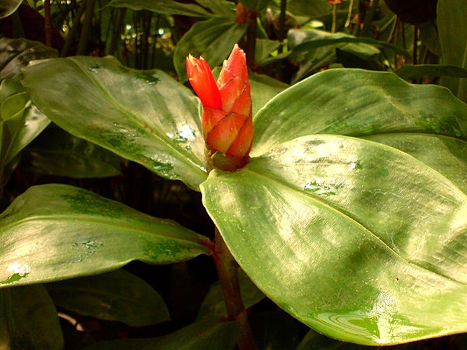 Costus scaber © <a href="//commons.wikimedia.org/wiki/User:Tubifex" title="User:Tubifex">Tubifex</a>