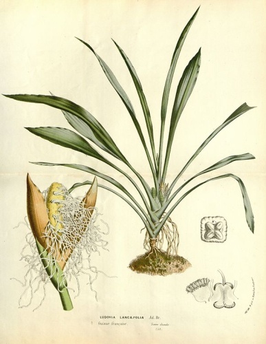 Ludovia lancifolia © <bdi><a href="https://en.wikipedia.org/wiki/en:Louis_van_Houtte" class="extiw" title="w:en:Louis van Houtte">Louis van Houtte</a>
</bdi>