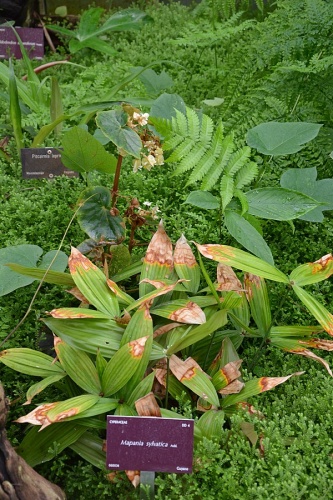 Mapania sylvatica © <a rel="nofollow" class="external text" href="https://www.flickr.com/people/133577373@N08">conservatoire.brest</a>