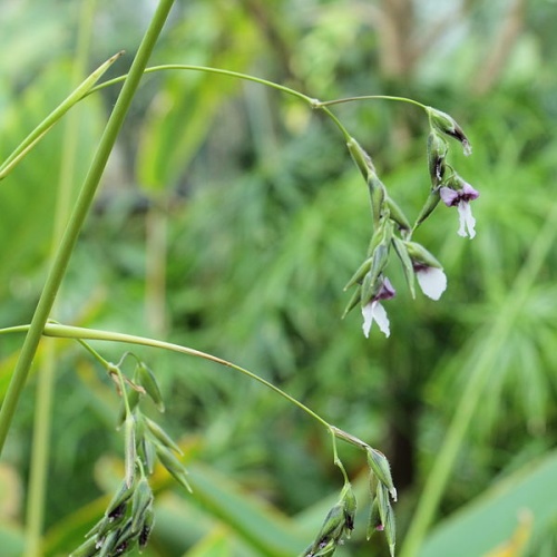 Thalia geniculata &copy; <a href="//commons.wikimedia.org/wiki/User:C_T_Johansson" class="mw-redirect" title="User:C T Johansson">C T Johansson</a>