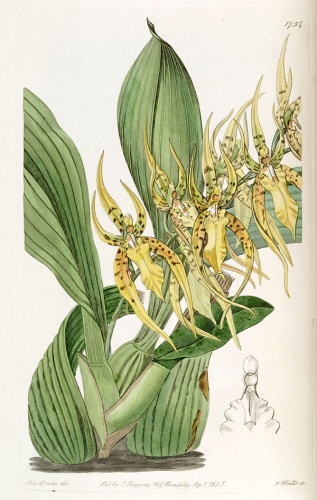 Brassia lanceana © <a href="https://en.wikipedia.org/wiki/Sarah_Drake" class="extiw" title="en:Sarah Drake">Miss Drake</a> (1803-1857) del., J. Watts sc.