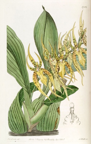 Brassia lanceana &copy; <a href="https://en.wikipedia.org/wiki/Sarah_Drake" class="extiw" title="en:Sarah Drake">Miss Drake</a> (1803-1857) del., J. Watts sc.