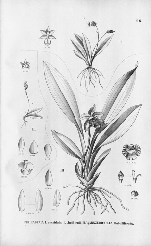 Cheiradenia cuspidata © <a href="https://en.wikipedia.org/wiki/Alfred_Cogniaux" class="extiw" title="en:Alfred Cogniaux"><b>Alfred Cogniaux</b></a> (1841 - 1916)