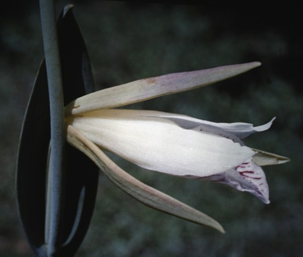 Cleistes rosea &copy; <a href="//commons.wikimedia.org/wiki/User:Maarten_Sepp" title="User:Maarten Sepp">Maarten Sepp</a>