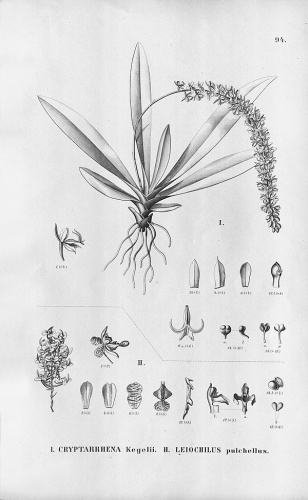 Cryptarrhena kegelii © <a href="https://en.wikipedia.org/wiki/Alfred_Cogniaux" class="extiw" title="en:Alfred Cogniaux"><b>Alfred Cogniaux</b></a> (1841 - 1916)