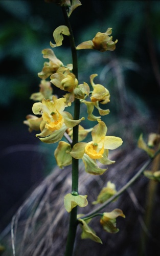 Cyrtopodium andersonii © <a href="//commons.wikimedia.org/wiki/User:Maarten_Sepp" title="User:Maarten Sepp">Maarten Sepp</a>