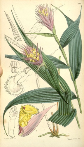 Elleanthus caravata © <a href="//commons.wikimedia.org/wiki/Category:Walter_Hood_Fitch" title="Category:Walter Hood Fitch">Walter Hood Fitch</a> (1817-1892) del. et lith. <br> Description by <a href="//commons.wikimedia.org/wiki/Category:William_Jackson_Hooker" title="Category:William Jackson Hooker"> William Jackson Hooker</a> (1785—1865)