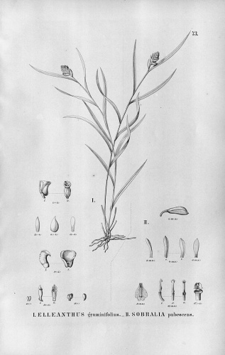 Elleanthus graminifolius © <a href="https://en.wikipedia.org/wiki/Alfred_Cogniaux" class="extiw" title="en:Alfred Cogniaux"><b>Alfred Cogniaux</b></a> (1841 - 1916)