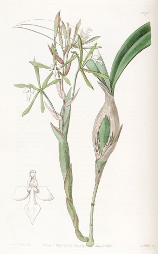 Epidendrum purpurascens © <a href="https://en.wikipedia.org/wiki/Sarah_Drake" class="extiw" title="en:Sarah Drake">Miss Drake</a> del., S. Watts sc.