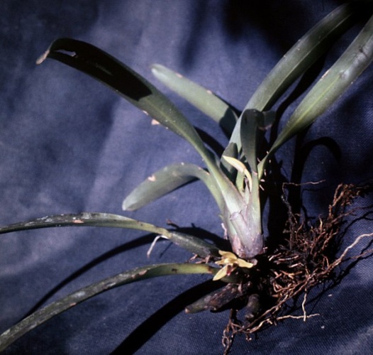 Heterotaxis superflua © <a href="//commons.wikimedia.org/wiki/User:Maarten_Sepp" title="User:Maarten Sepp">Maarten Sepp</a>