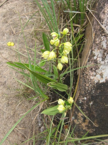 Koellensteinia kellneriana © <a rel="nofollow" class="external text" href="https://www.flickr.com/people/77516097@N00">Claire Taylor</a> from Cyprus