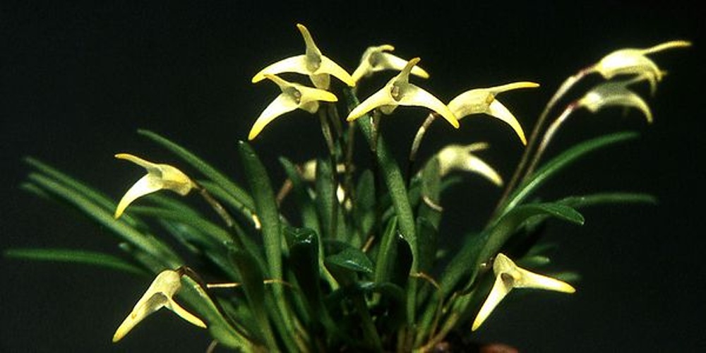 Masdevallia minuta &copy; <div class="fn value">
<a href="//commons.wikimedia.org/wiki/User:Orchi" title="User:Orchi">Orchi</a>
</div>