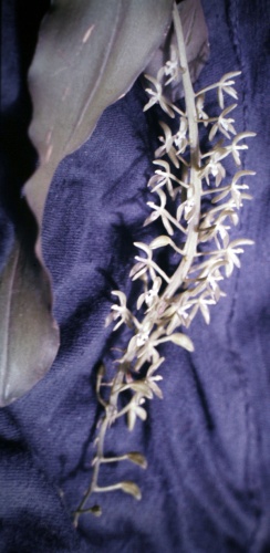 Notylia sagittifera © <a href="//commons.wikimedia.org/wiki/User:Maarten_Sepp" title="User:Maarten Sepp">Maarten Sepp</a>