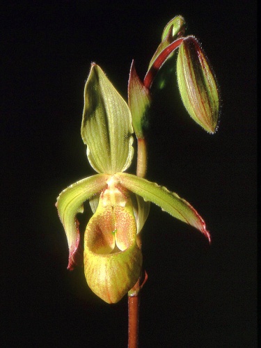 Phragmipedium lindleyanum © <div class="fn value">
<a href="//commons.wikimedia.org/wiki/User:Orchi" title="User:Orchi">Orchi</a>
</div>