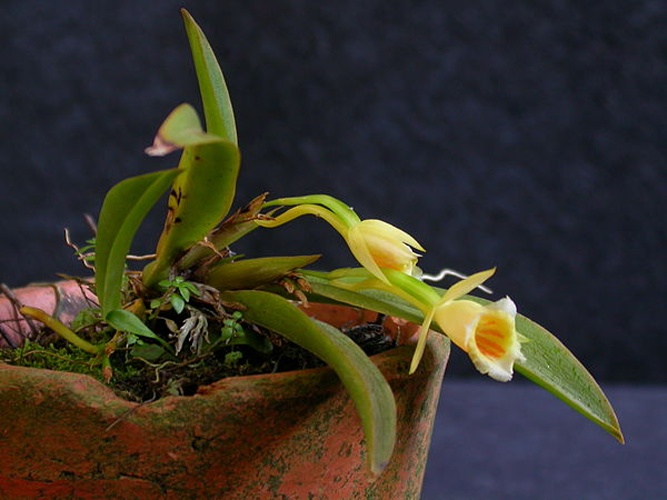 Plectrophora cultrifolia © <a href="//commons.wikimedia.org/wiki/User:Dalton_Holland_Baptista" title="User:Dalton Holland Baptista">Dalton Holland Baptista</a>