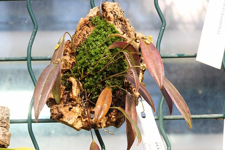 Pleurothallis discoidea © <a href="//commons.wikimedia.org/wiki/User:Averater" title="User:Averater">Averater</a>