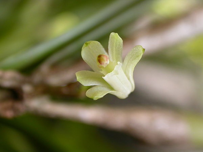 Scaphyglottis fusiformis &copy; <a href="//commons.wikimedia.org/wiki/User:Dalton_Holland_Baptista" title="User:Dalton Holland Baptista">Dalton Holland Baptista</a>