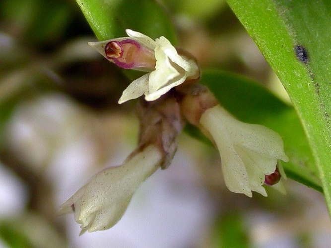 Scaphyglottis sickii &copy; <a href="//commons.wikimedia.org/wiki/User:Dalton_Holland_Baptista" title="User:Dalton Holland Baptista">Dalton Holland Baptista</a>