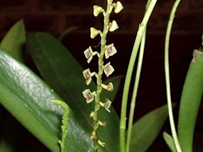 Stelis argentata © No machine-readable author provided. <a href="//commons.wikimedia.org/wiki/User:Javier_martin" title="User:Javier martin">Javier martin</a> assumed (based on copyright claims).