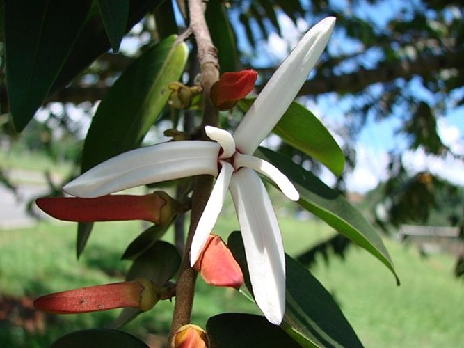 Xylopia aromatica © <a rel="nofollow" class="external text" href="https://www.flickr.com/photos/43216777@N04">João Medeiros</a>