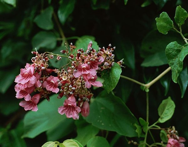 Arrabidaea patellifera © <a href="//commons.wikimedia.org/wiki/User:Franz_Xaver" title="User:Franz Xaver">Franz Xaver</a>